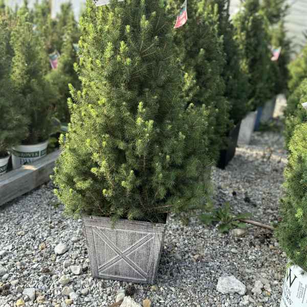 Potted evergreen tree in a decorative planter