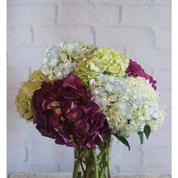 Arrangement of white, green, and purple hydrangeas in a clear glass vase