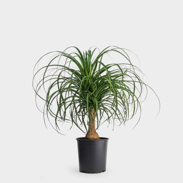 Ponytail Plant 6in