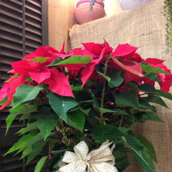 Potted poinsettia with red bracts and a decorative bow