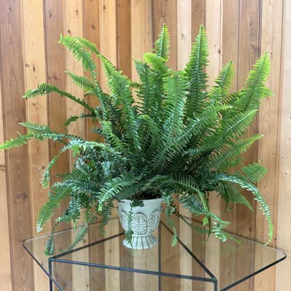 Potted fern in a decorative white planter on a glass table