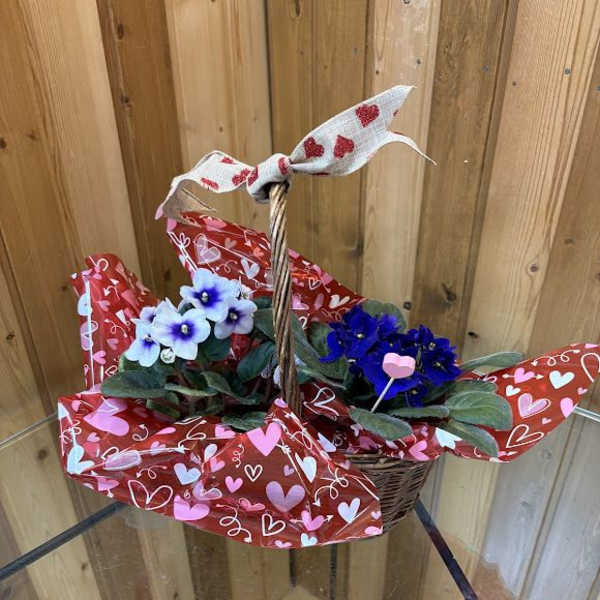 Basket of potted violets wrapped in heart-patterned paper