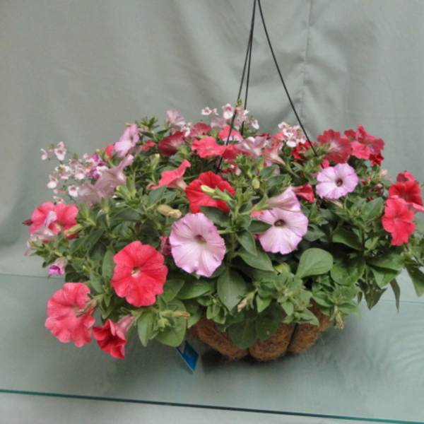Hanging basket of pink and red petunias