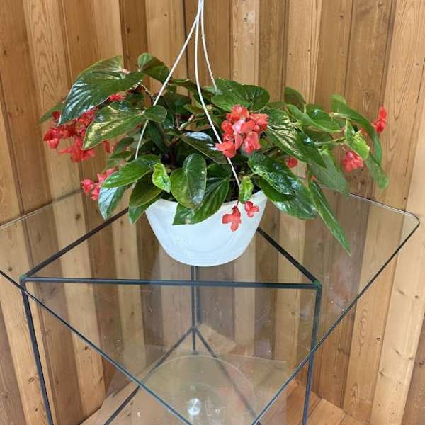 Angel Wing Begonia Hanging Basket