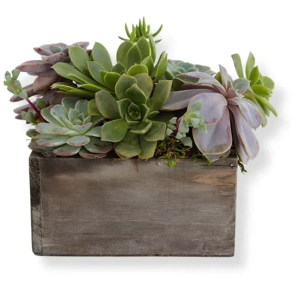 Succulent arrangement in a rectangular wooden planter