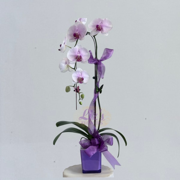 Pink orchid stems in a purple vase with a purple ribbon bow
