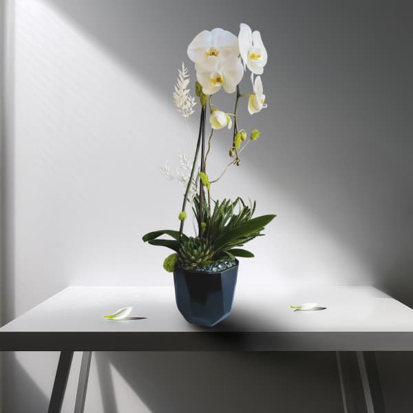 White orchids in a dark vase with succulents and decorative stones