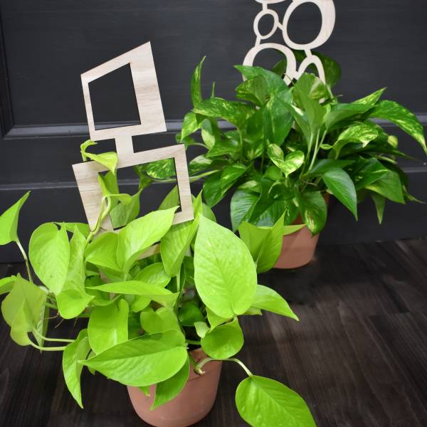 Two potted pothos plants with bright green trailing leaves