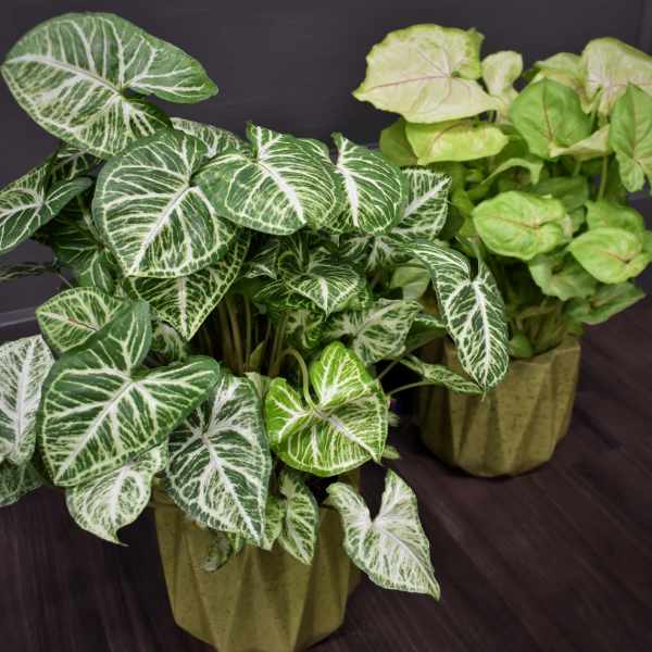 Two potted syngonium plants with variegated arrow-shaped leaves