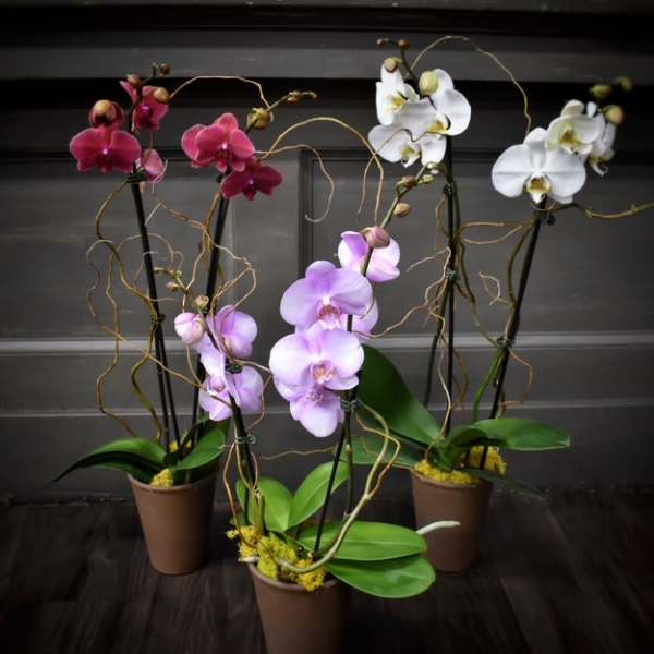 Four potted orchid plants with pink, lavender, and white blooms