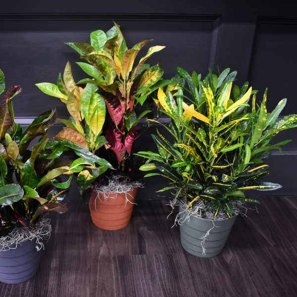 Three potted croton plants with multicolored leaves