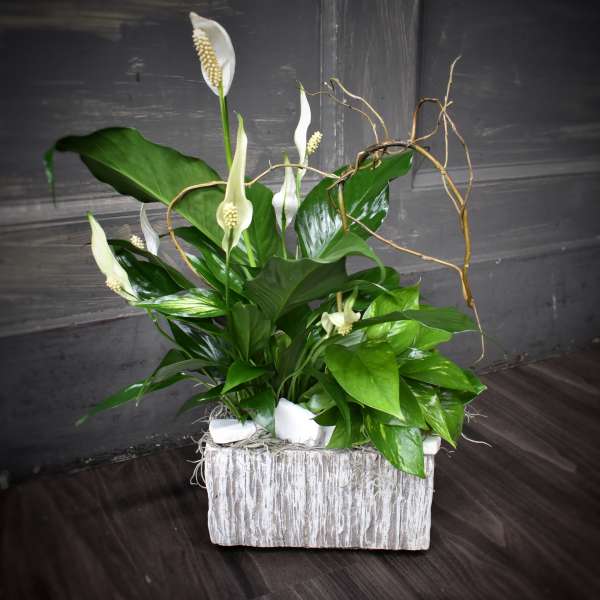 White calla lilies in a rustic whitewashed container with glossy green foliage