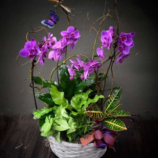 Purple orchids in a white basket with green foliage and a ribbon bow