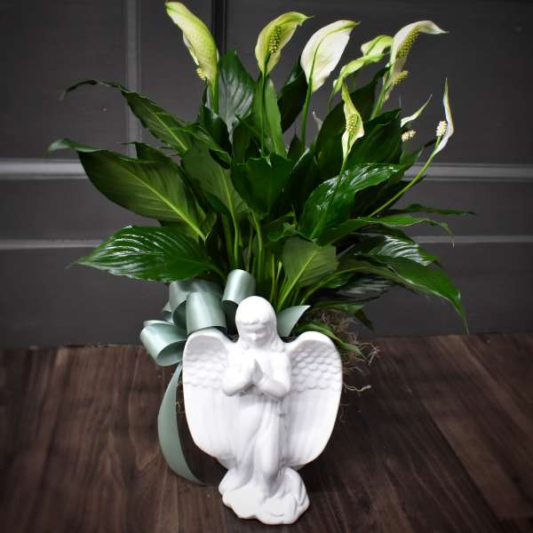 Potted peace lily plant with white blooms and a white ceramic angel figurine in front