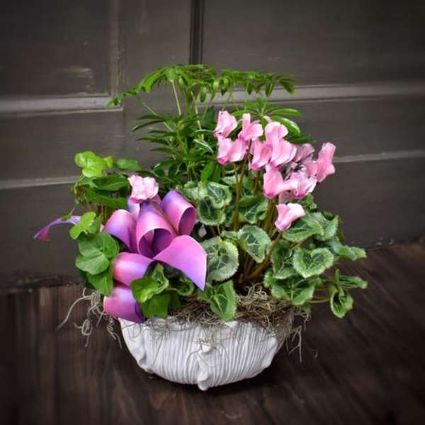 Pink cyclamen and purple calla lilies in a white planter