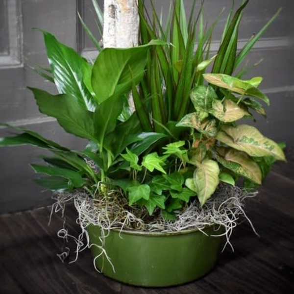 Potted arrangement of assorted green houseplants in a round green container