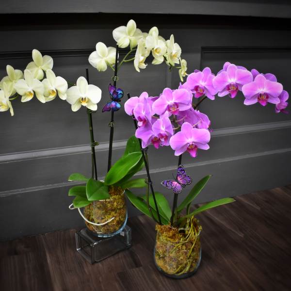 Two potted orchid arrangements with white and pink blooms