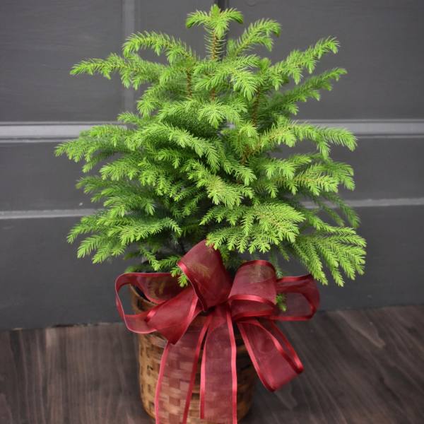 Potted evergreen plant in a wicker basket with a red ribbon