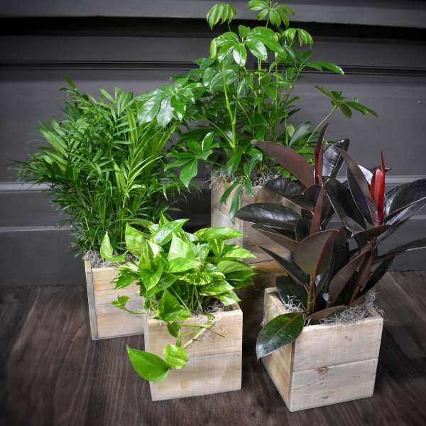 Four potted houseplants in square wooden planters