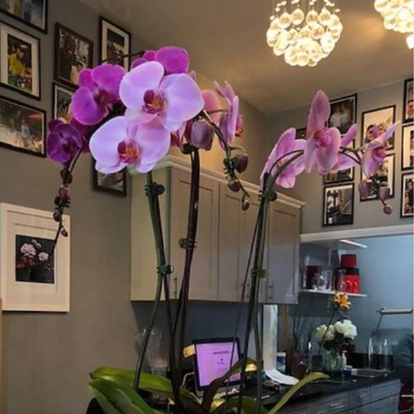 Potted pink phalaenopsis orchid with multiple tall stems in a round white ceramic bowl.
