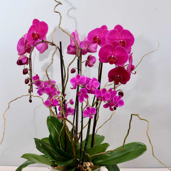Potted magenta phalaenopsis orchid plant with arching stems in a clear glass vase with moss and stones