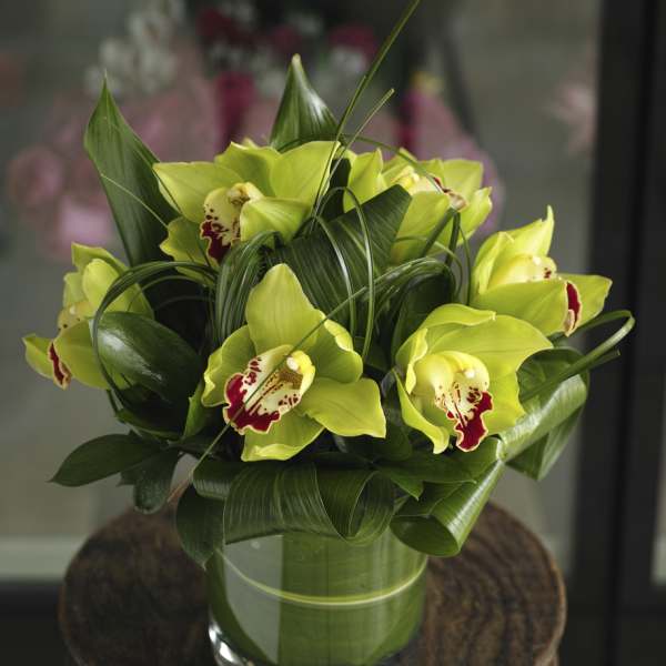 Green Orchid Obsession