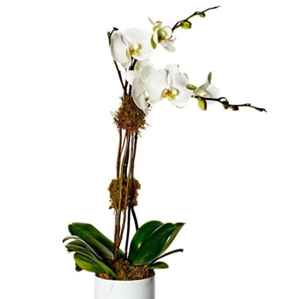 White orchid plant in a white pot