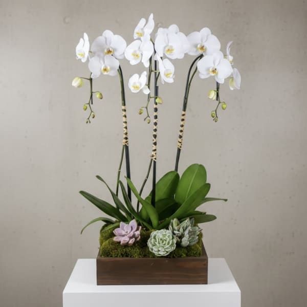 White orchid arrangement with succulents in a wooden planter