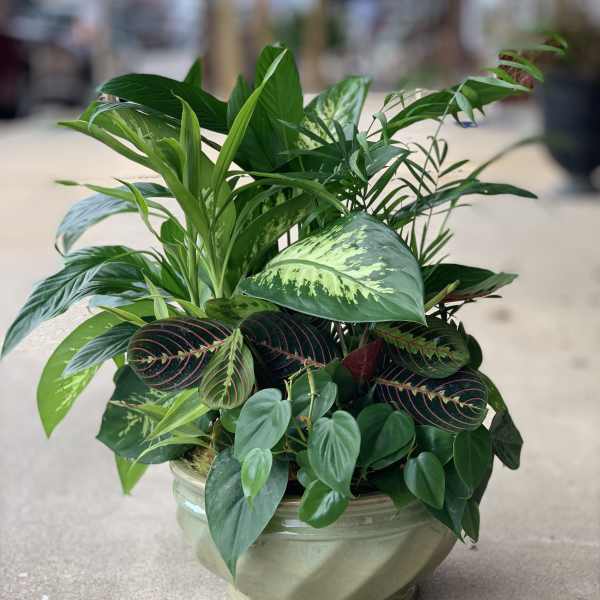 Mixed green houseplant arrangement in a ceramic bowl planter
