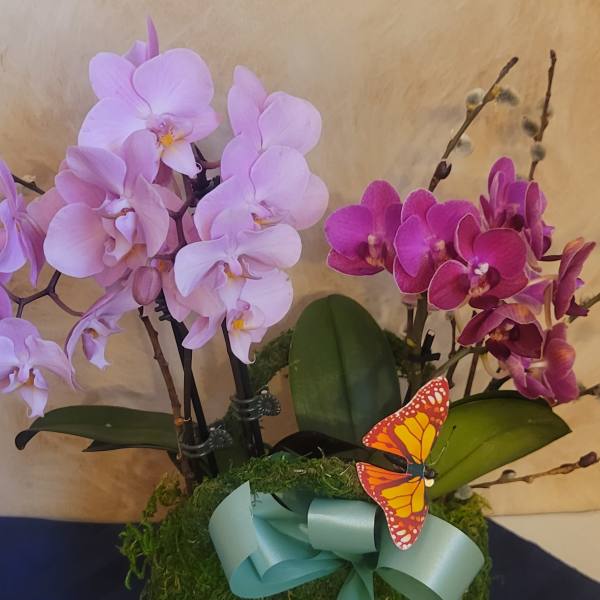 Pink and magenta orchids in a moss-covered square container with a ribbon and butterfly accent.