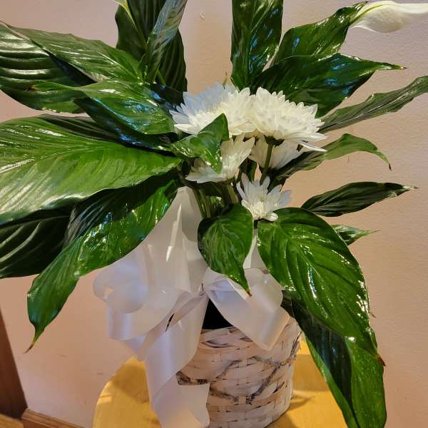 White daisies in a woven basket with a large white ribbon