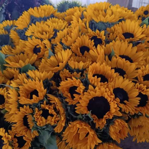 Sunflowers