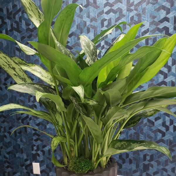 Potted green houseplant with broad variegated leaves in a dark planter