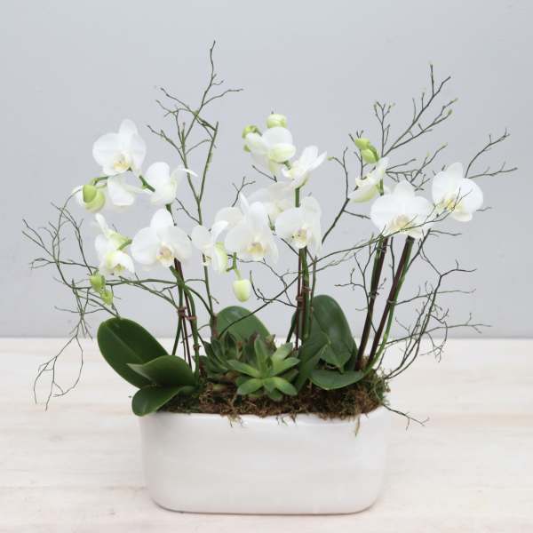 White orchids arranged in a white rectangular planter with succulents