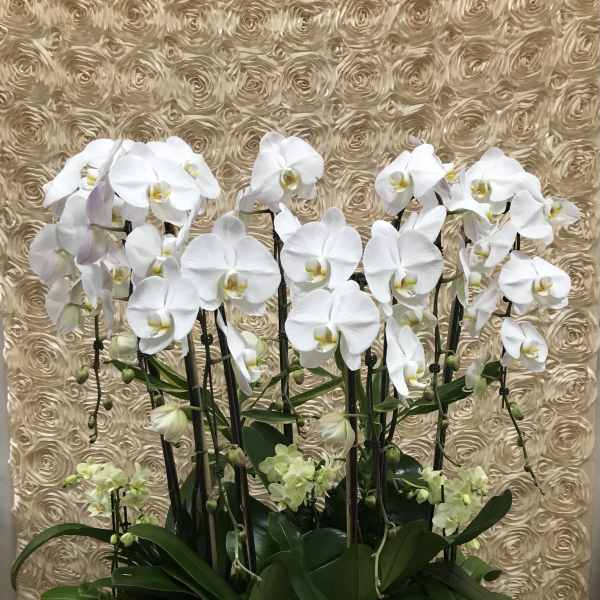 White orchids arranged in a large white planter