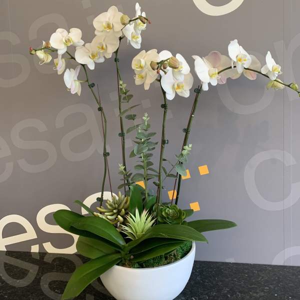 White orchids arranged in a white bowl planter with succulents