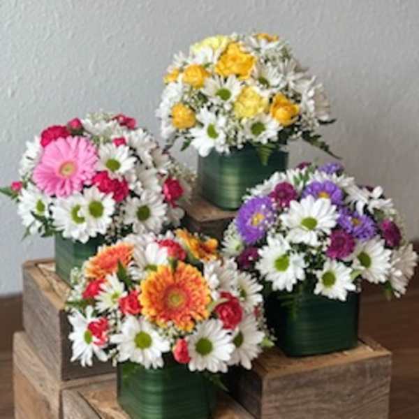 Four colorful daisy bouquets in green square containers on wooden blocks