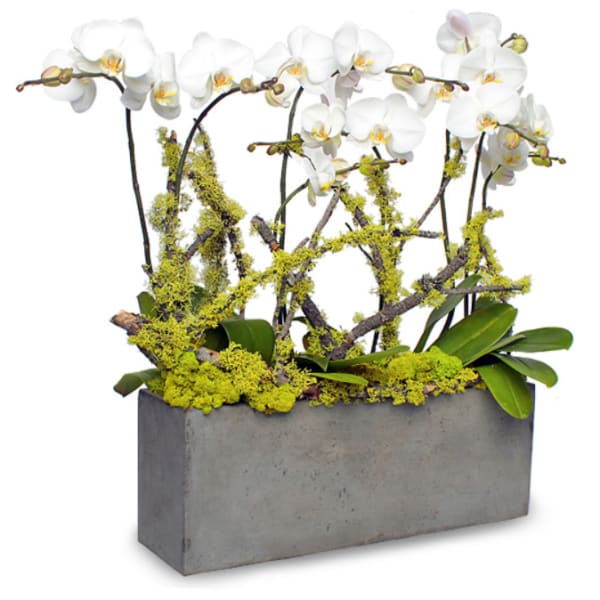 White orchids arranged in a rectangular concrete planter