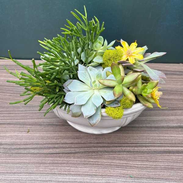 Succulent arrangement in a white bowl with small yellow flowers