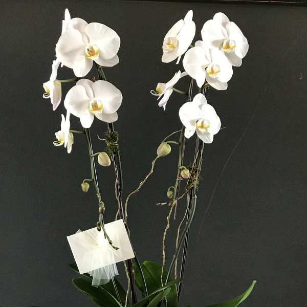 White orchid plant in a square white pot