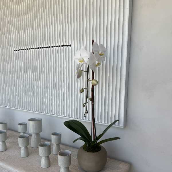 White orchid plant in a round beige pot on a stone table