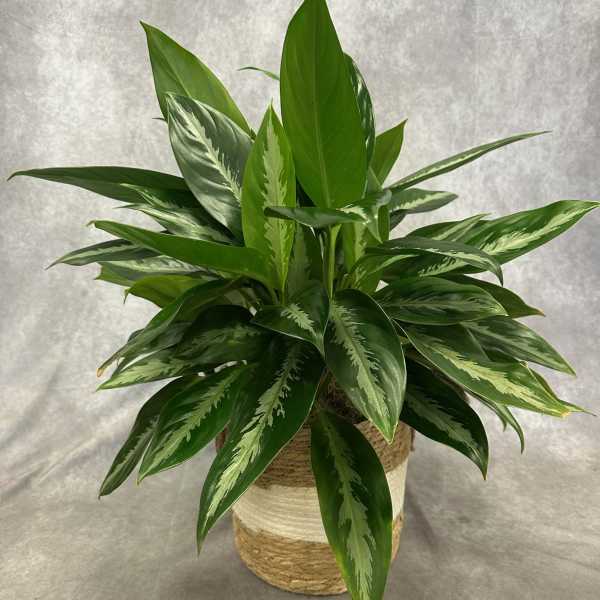 Potted green houseplant with variegated leaves in a woven basket