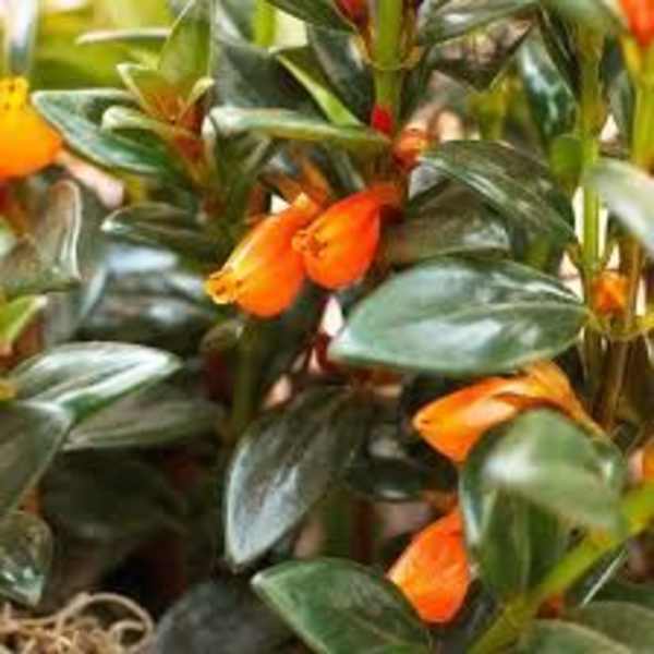 Guppy, The Goldfish Plant