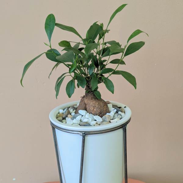 Potted green plant in a white container on a metal stand