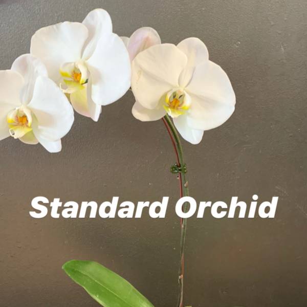 White orchid plant in a beige pot with moss