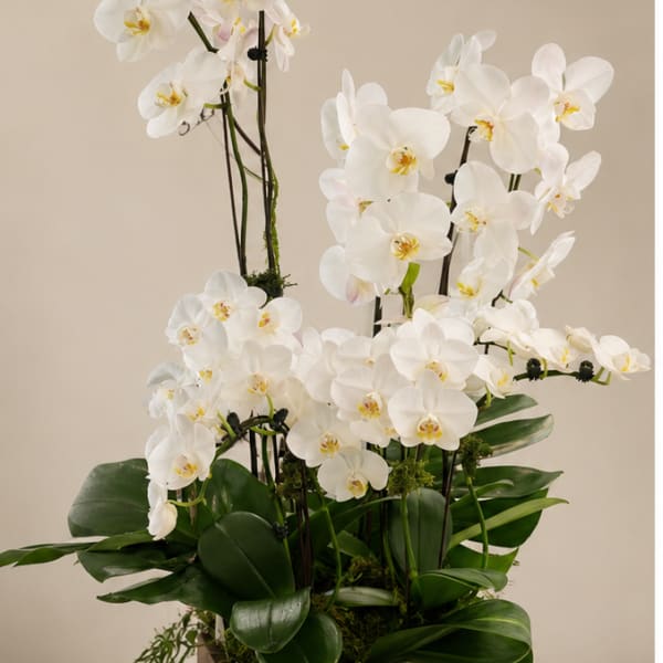 Elegant & Meaningful Orchids