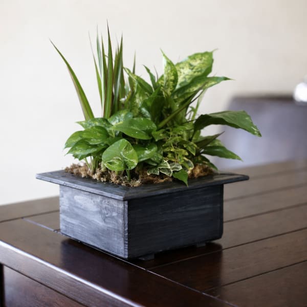 Potted green plant arrangement in a black square container on a table