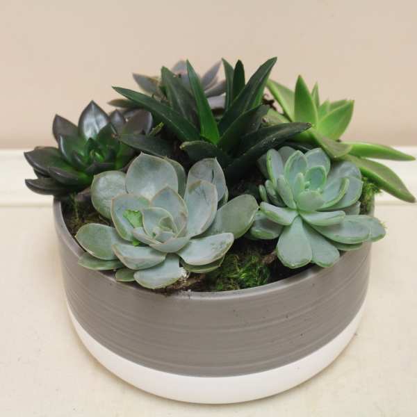 Succulent Garden