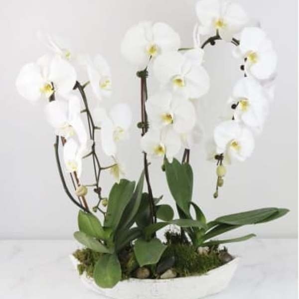 White orchid arrangement in a shallow white dish