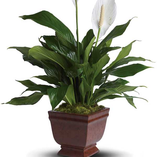 Potted peace lily plant with two white blooms